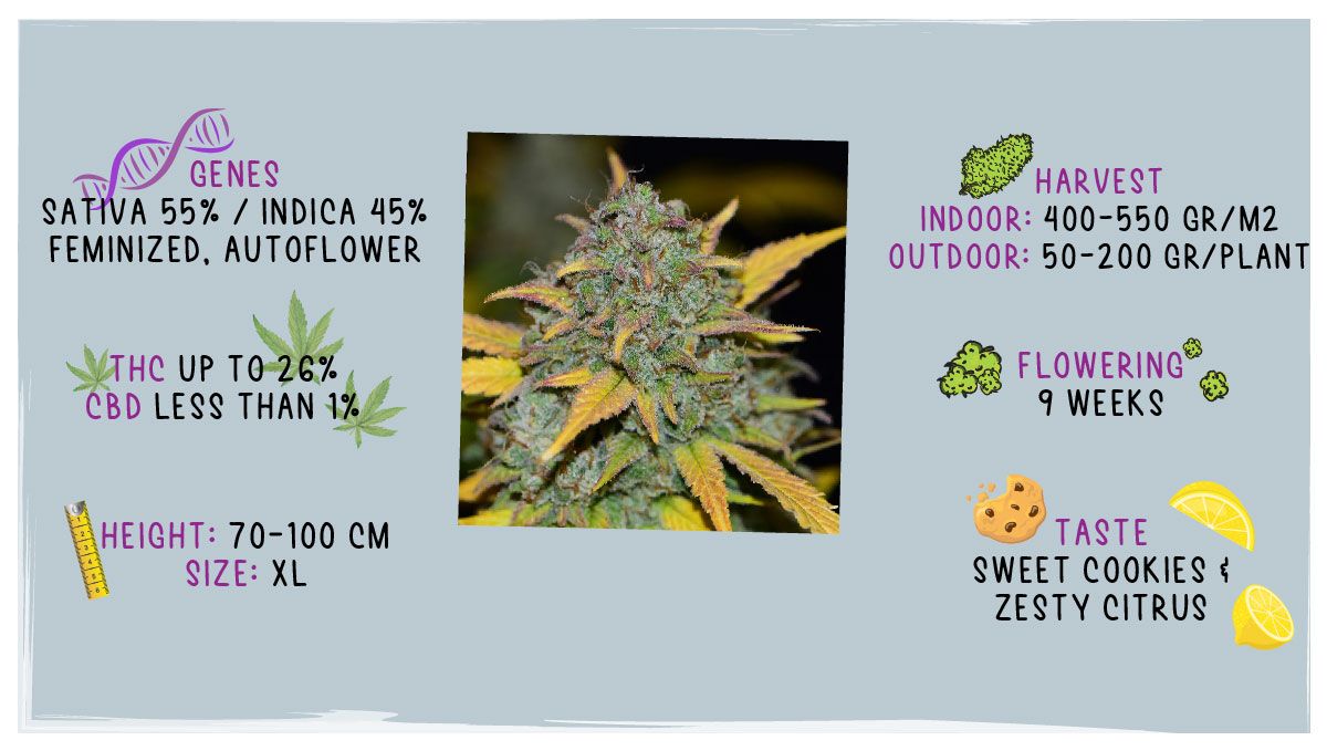 Gelato Auto Cannabis Strain Week-by-Week Guide: Growing specs Gelato Auto Cannabis Strain Week-by-Week Guide: Growing specs