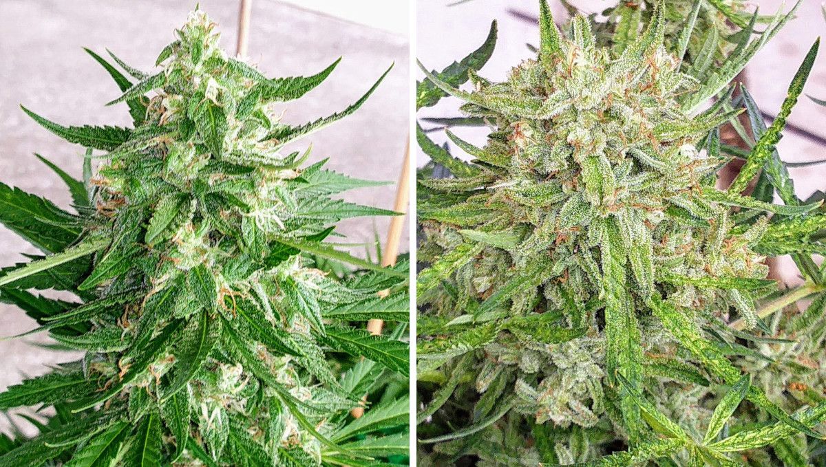 Watermelon Z Auto cannabis strain: mid flower (bulk phase) | weeks 8-9 | buds with a lot of resin on its flowers and trim leaves