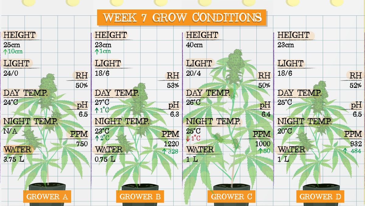 Gelato Auto Cannabis Strain Week-by-Week Guide: Grow conditions in week 7 Gelato Auto Cannabis Strain Week-by-Week Guide: Grow conditions in week 7