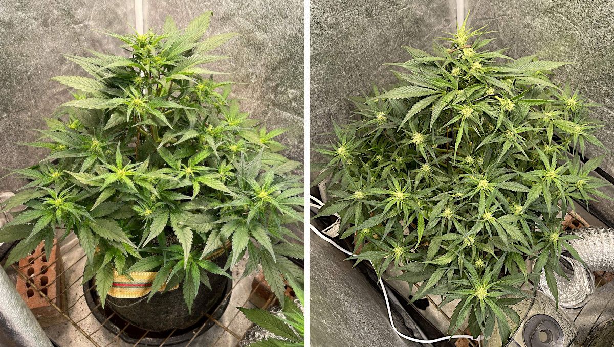 Gorilla Z Auto cannabis strain: early flower | weeks 6-7 | early buds on an indoor autoflower Gorilla Z Auto cannabis strain: early flower | weeks 6-7 | early buds on an indoor autoflower