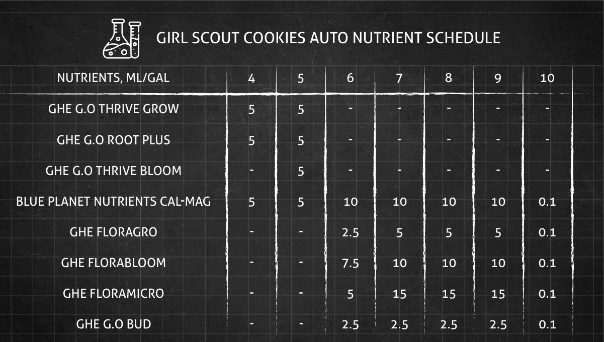 Girl Scout Cookies Auto cannabis strain: nutrient schedule from late veg to late flower