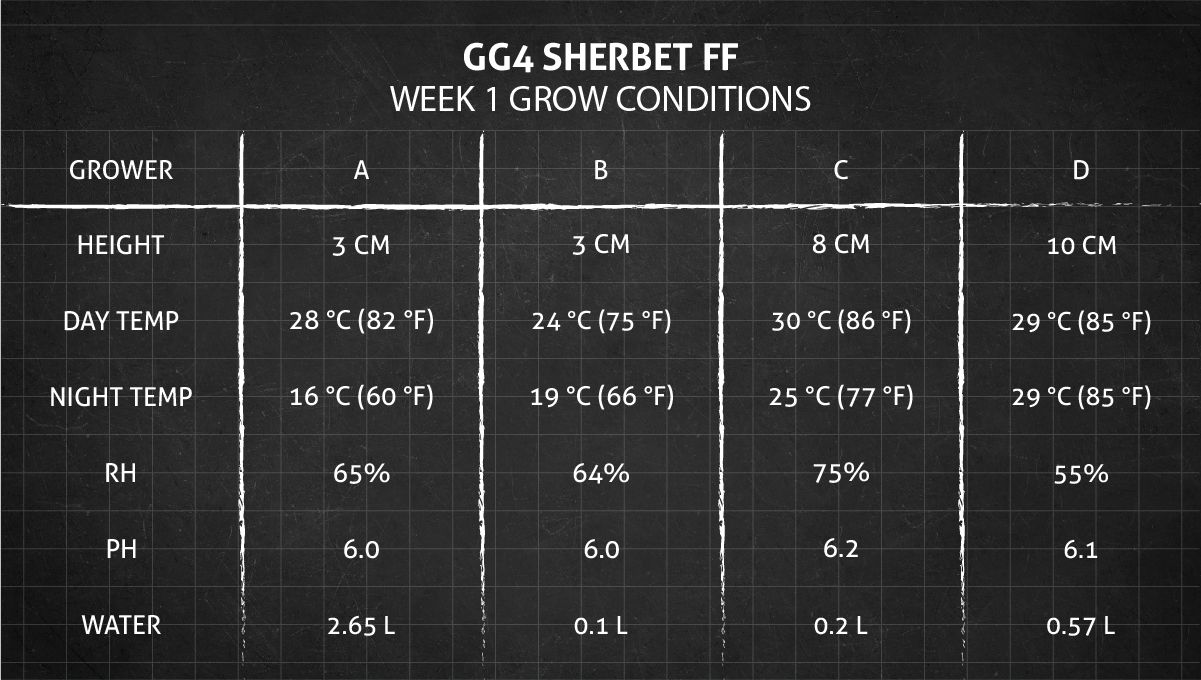 GG4 Sherbet FF cannabis strain: week 1 grow conditions GG4 Sherbet FF cannabis strain: week 1 grow conditions