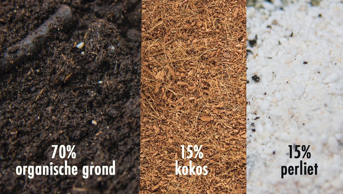 Welke grond is het beste voor zelfbloeiende cannabis?: De beste organische grondmix voor ervaren kwekers