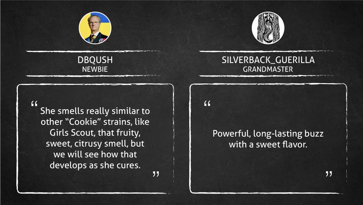 Gorilla Cookies FF cannabis strain: smoke report