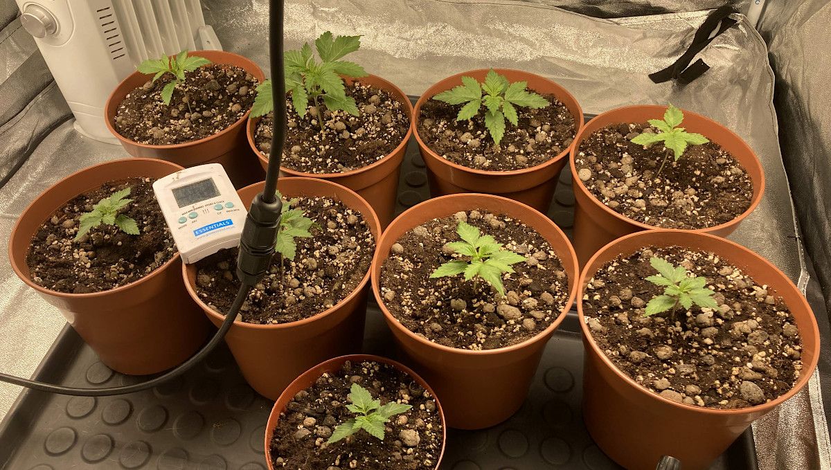 Liberty Haze Cannabis Strain Week-by-Week Guide: Nine 2-week-old seedlings in plastic containers in a grow tent Liberty Haze Cannabis Strain Week-by-Week Guide: Nine 2-week-old seedlings in plastic containers in a grow tent