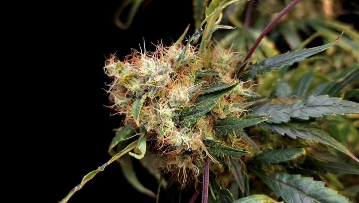 GG4 Sherbet FF cannabis strain: ripening and harvest | weeks 12 | a ripening bud with its many white hairs turning brown GG4 Sherbet FF cannabis strain: ripening and harvest | weeks 12 | a ripening bud with its many white hairs turning brown