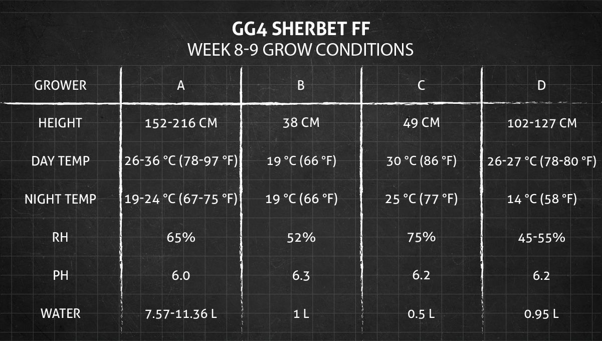 GG4 Sherbet FF cannabis strain: weeks 8-9 grow conditions GG4 Sherbet FF cannabis strain: weeks 8-9 grow conditions