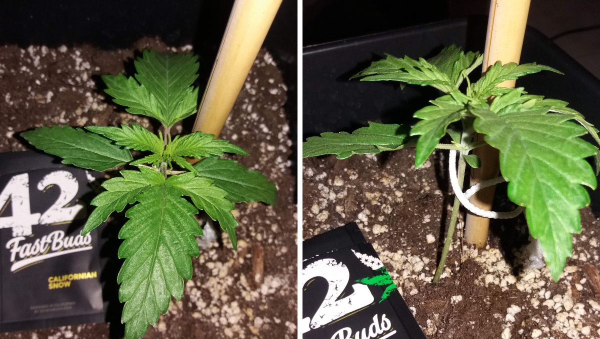 Californian Snow Auto cannabis strain: early veg | week 2 | a young plant that has stretched a little and is supported with a steak and a piece of string