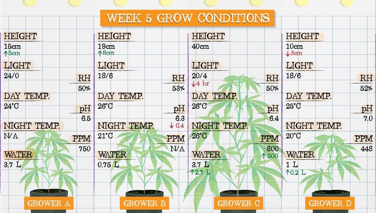 Gelato Auto Cannabis Strain Week-by-Week Guide: Grow conditions in week 5 Gelato Auto Cannabis Strain Week-by-Week Guide: Grow conditions in week 5