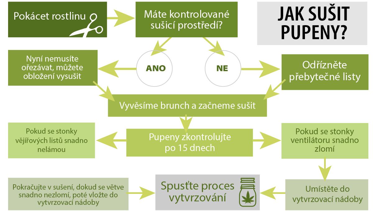 Jak sušit konopí: co je třeba zvážit