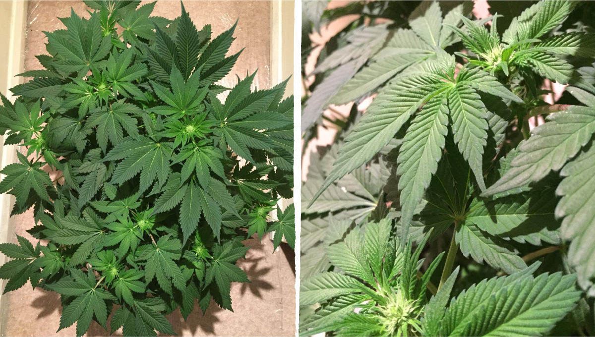 Cookies kush cannabis strain week-by-week guide: transition (pre-flower) | week 5 Cookies kush cannabis strain week-by-week guide: transition (pre-flower) | week 5