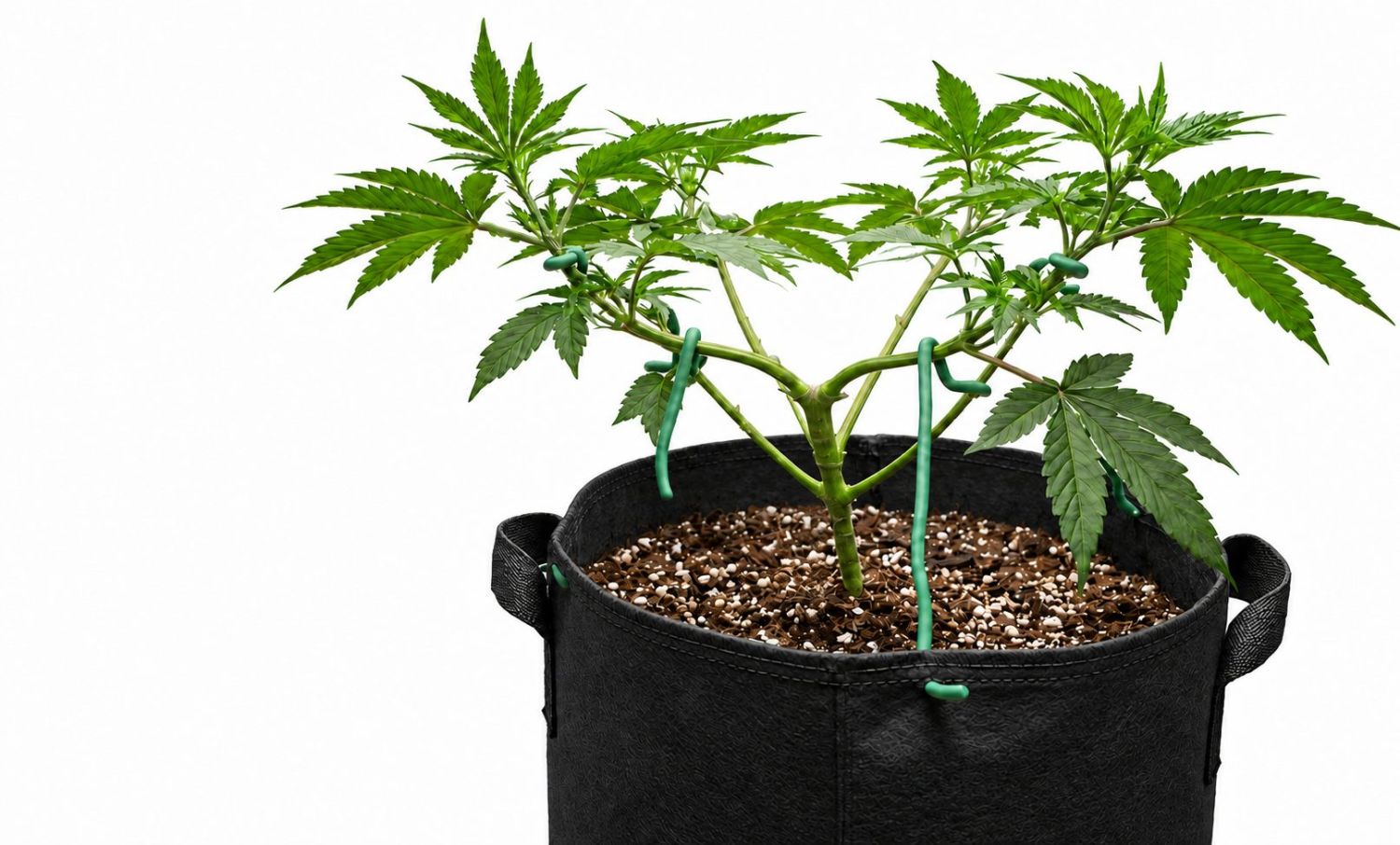All About Autoflowers - plant training techniques
