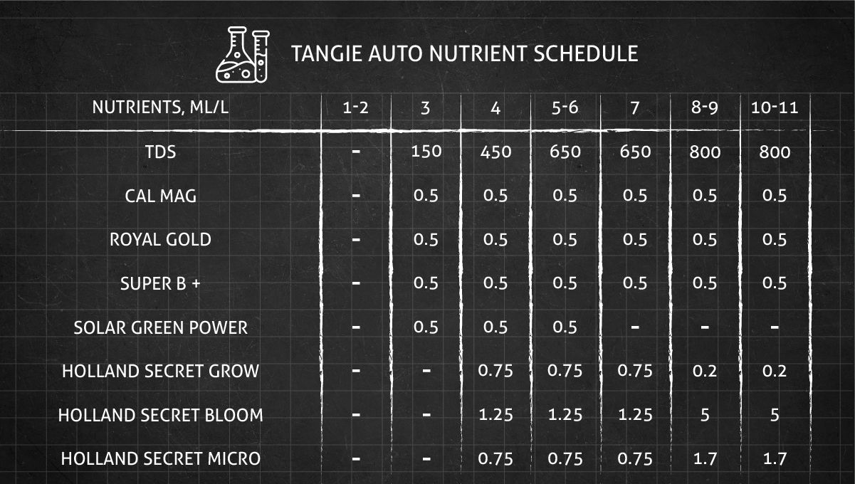 Tangie Auto cannabis strain: feeding schedule Tangie Auto cannabis strain: feeding schedule