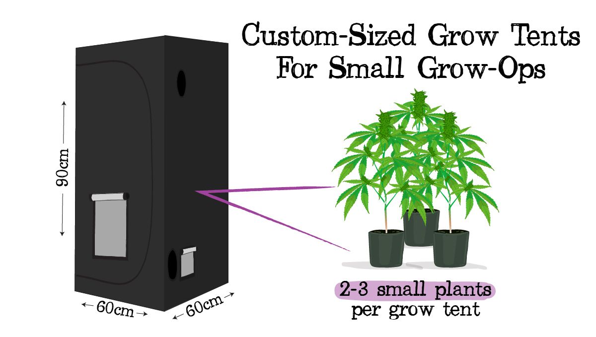 Grow small cannabis plants in tiny spaces: picking the right strain