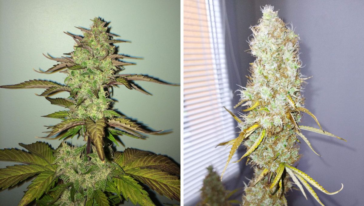 Auto Mazar cannabis strain: ripening and harvest | weeks 10 | two mature buds compared: one firm and heavy, the other large but loose