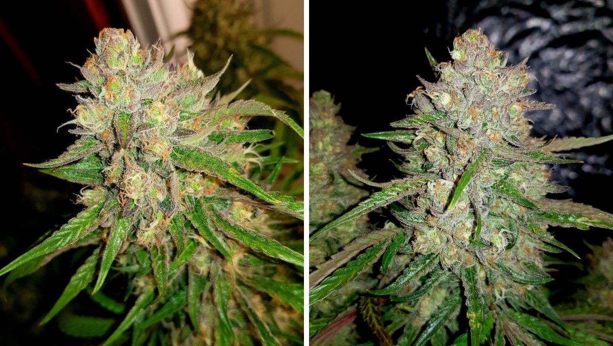 Watermelon Z Auto cannabis strain: ripening and harvest | weeks 10 | mature autoflower buds