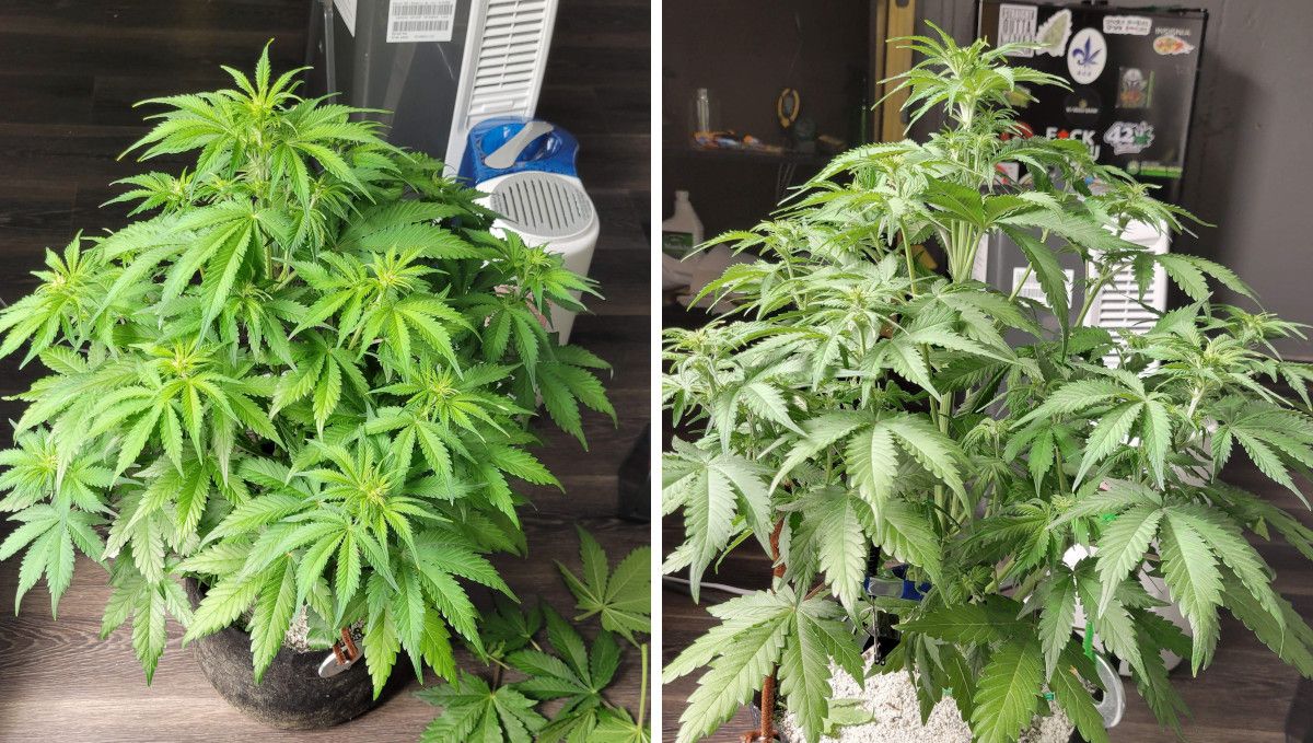 Mimosa Cake Auto cannabis strain: transition (pre-flower) | week 5 | an autoflower in veg before and after defoliation