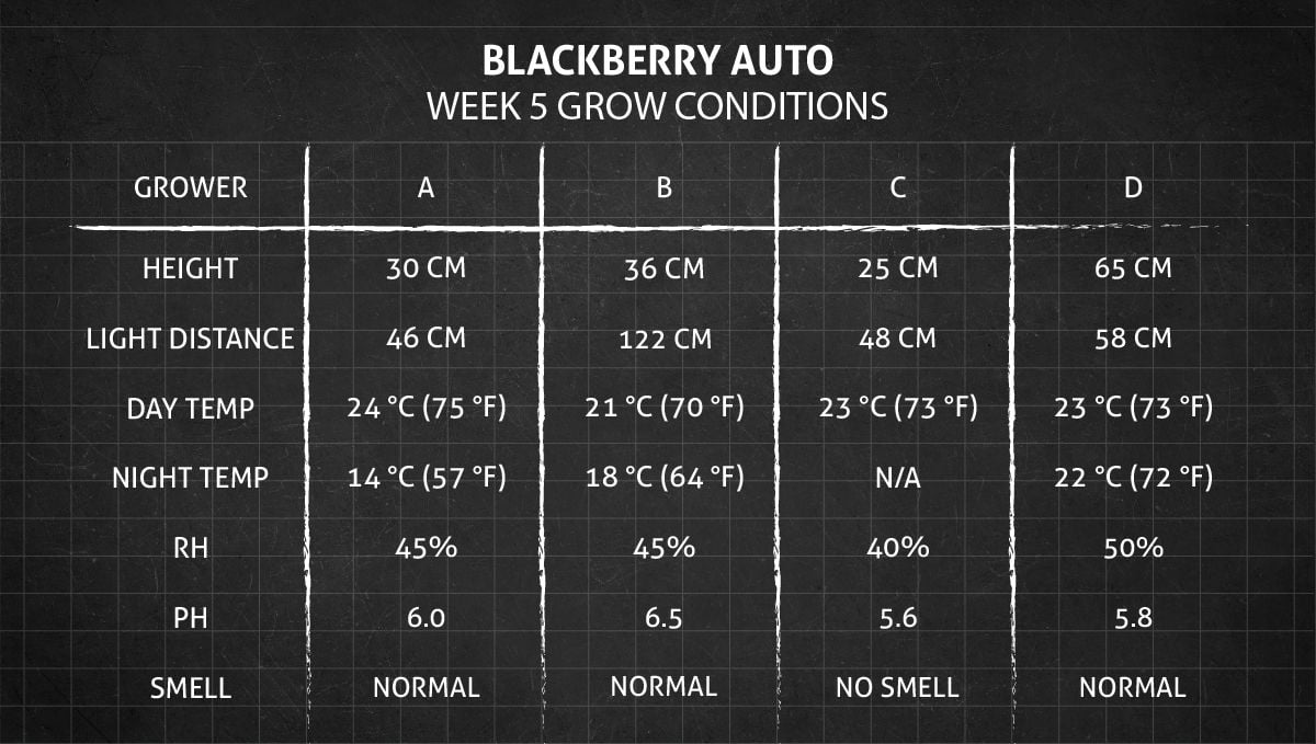 Blackberry Auto cannabis strain: week 5 grow conditions