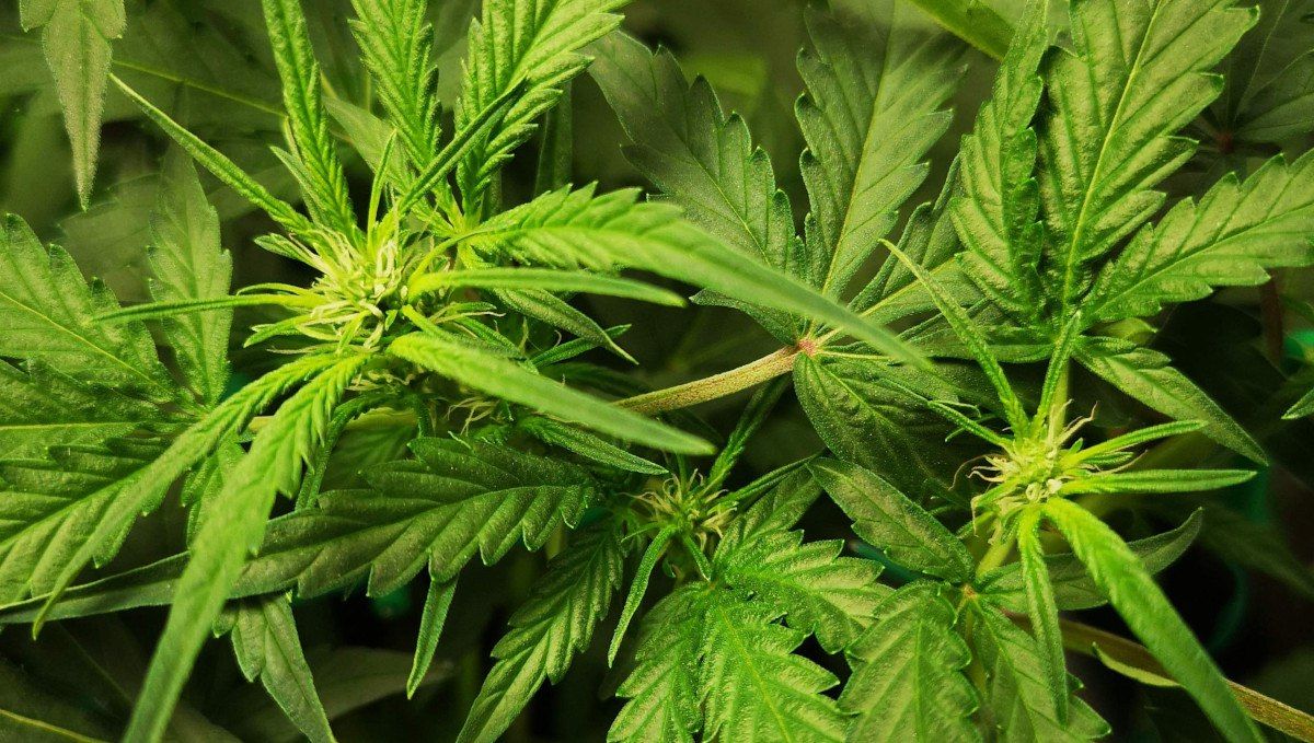 Blueberry Cheese Auto cannabis strain: transition (pre-flower) | week 5 | plant tops with the first pistils Blueberry Cheese Auto cannabis strain: transition (pre-flower) | week 5 | plant tops with the first pistils