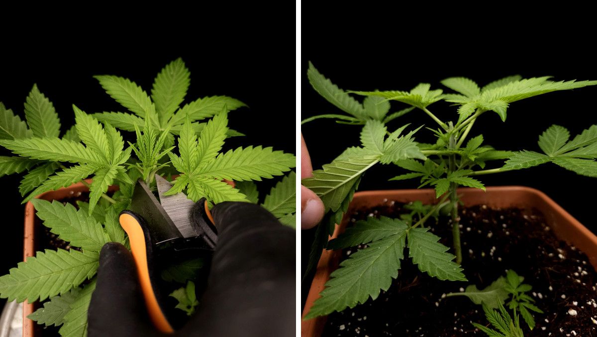 GG4 Sherbet FF cannabis strain: mid veg | weeks 3-6 | the process of topping GG4 Sherbet FF cannabis strain: mid veg | weeks 3-6 | the process of topping