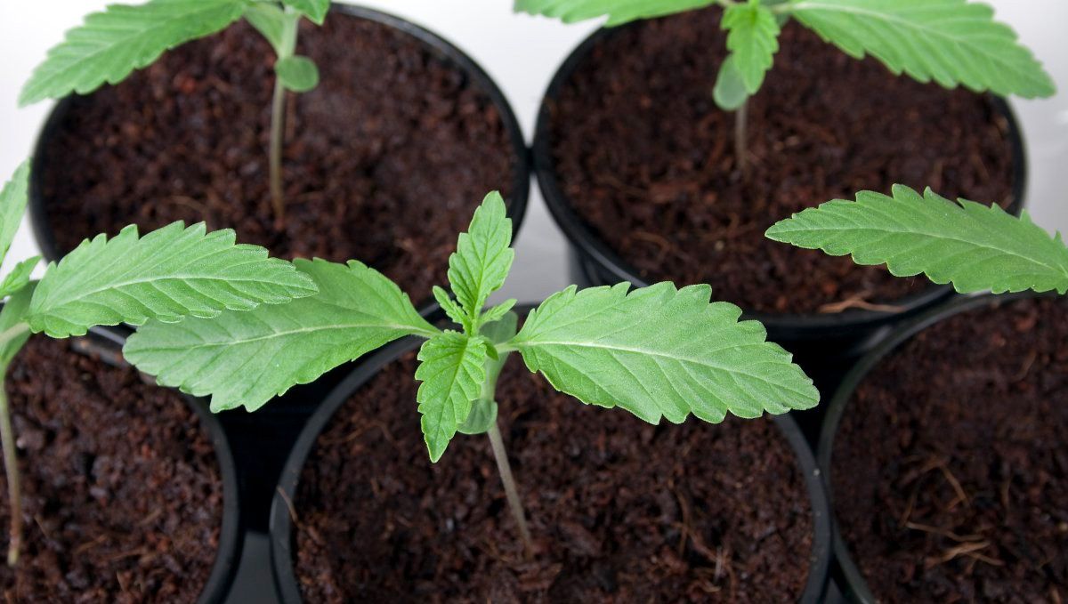 How to Grow Cannabis Indoors: a Beginners guide - 2021 (Part 2): Growing Cannabis How to Grow Cannabis Indoors: a Beginners guide - 2021 (Part 2): Growing Cannabis