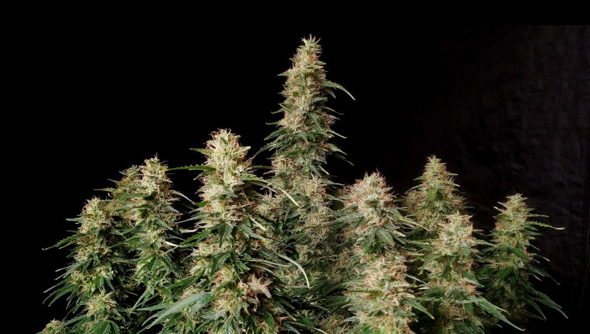 Blueberry Cheese Auto cannabis strain: ripening and harvest | weeks 10 | an indoor weed plant nearing harvest, with some of the pistils turning from white to brown Blueberry Cheese Auto cannabis strain: ripening and harvest | weeks 10 | an indoor weed plant nearing harvest, with some of the pistils turning from white to brown