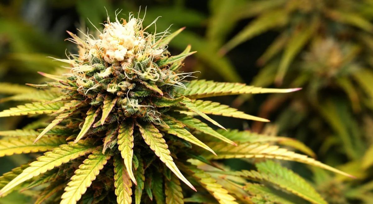 Grow small cannabis plants in tiny spaces: light bleach Grow small cannabis plants in tiny spaces: light bleach