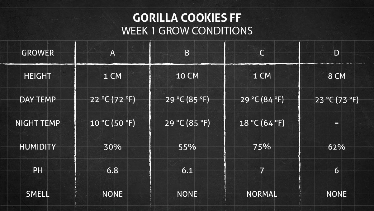 Gorilla Cookies FF cannabis strain: week 1 grow conditions