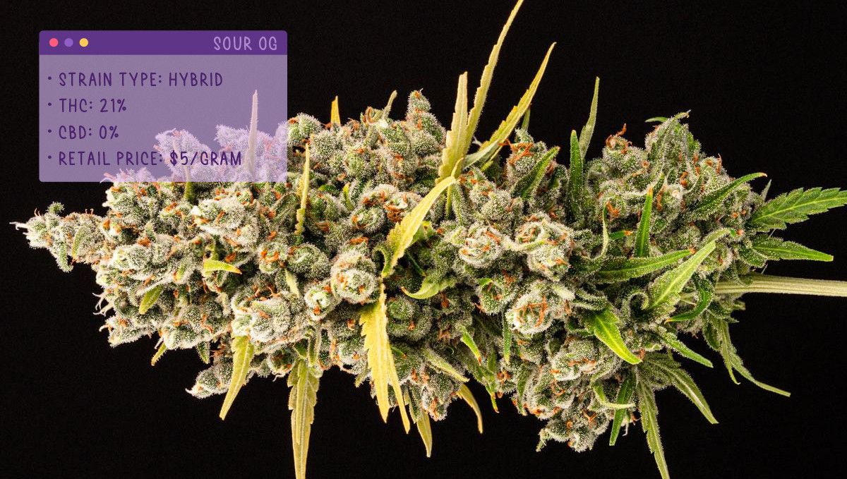 Best Weed Strains for Anxiety: Sour OG Best Weed Strains for Anxiety: Sour OG