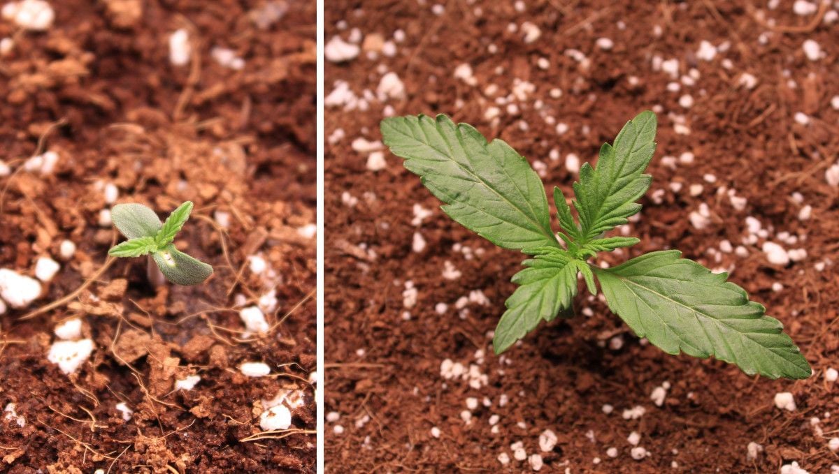 Skywalker OG Auto cannabis strain: germination and seedling stage | week 1 | the progress of a weed sprout through the first 7 days