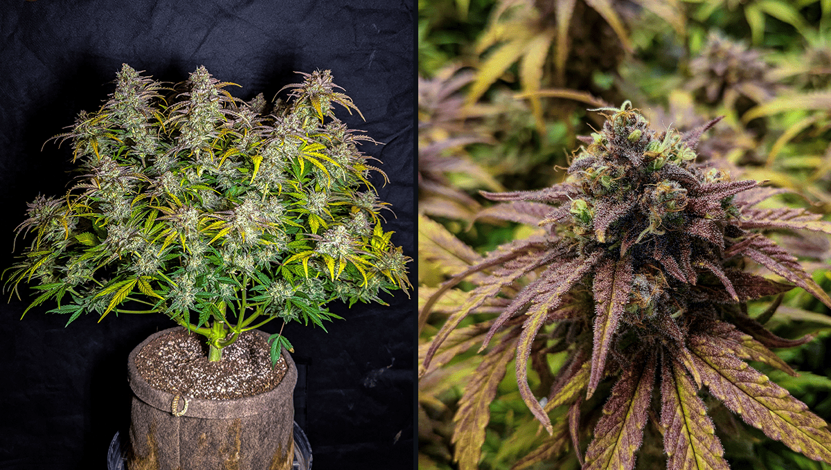 Die 5 beliebtesten Autoflowering-Sorten: Gorilla Cookies Auto Die 5 beliebtesten Autoflowering-Sorten: Gorilla Cookies Auto