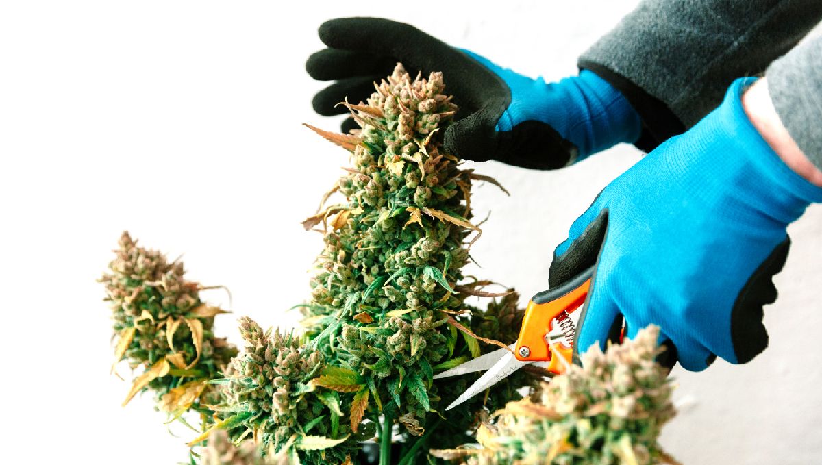 Harvest Your Autoflowering Cannabis: harvesting your crop Harvest Your Autoflowering Cannabis: harvesting your crop