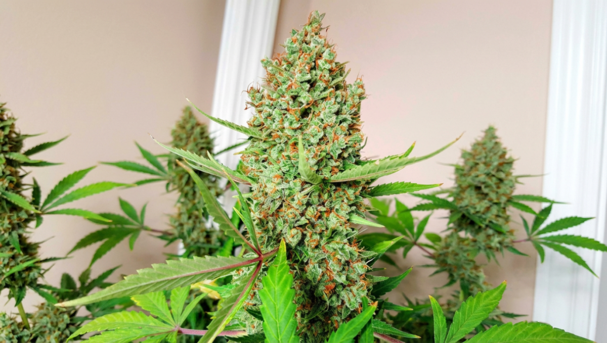 Gorilla Cookies Auto со богати трихоми и портокалови влакна од @Gatornugs.