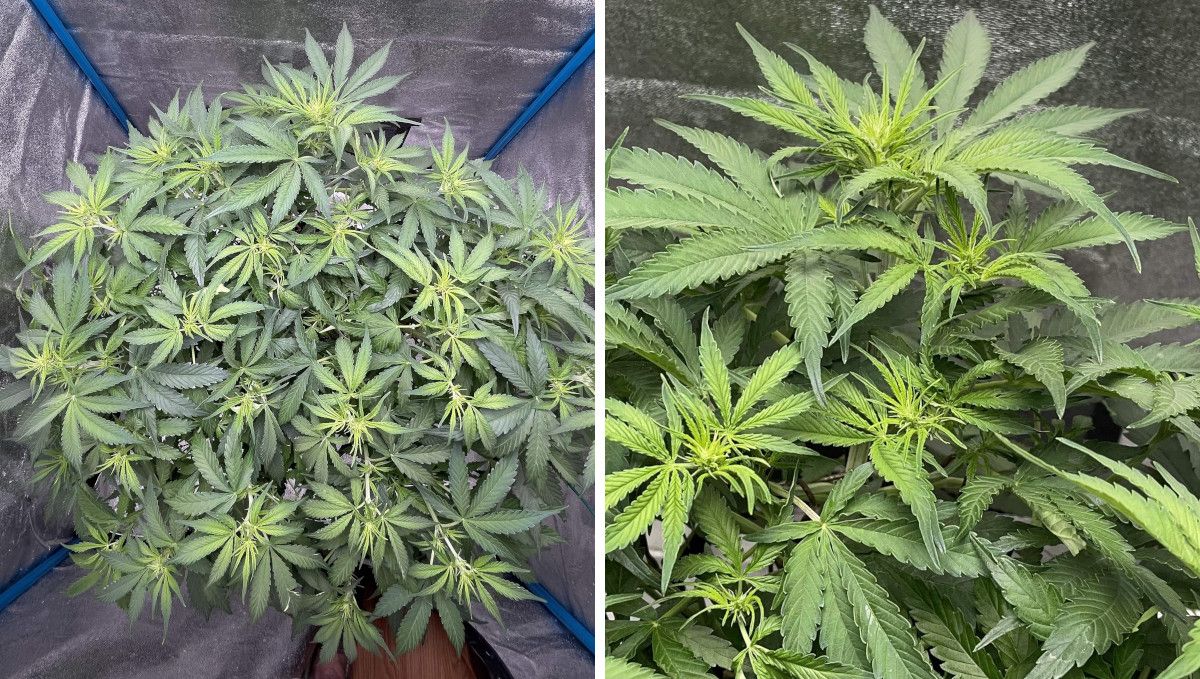 Green Crack Auto cannabis strain: transition (pre-flower) | week 5 | the tops of an autoflower that is about to start blooming