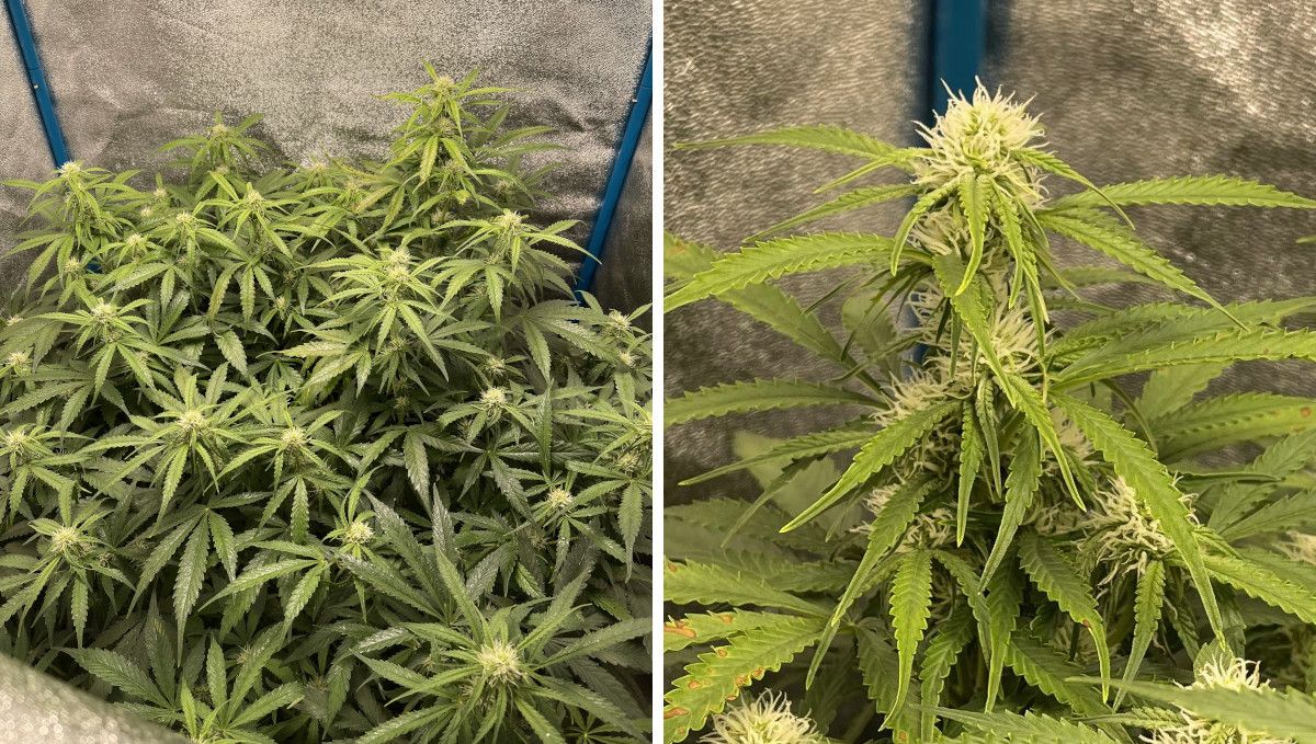 Green Crack Auto cannabis strain: early flower | weeks 6-7 | a general view and a closeup of early flowers on an autoflower indoors