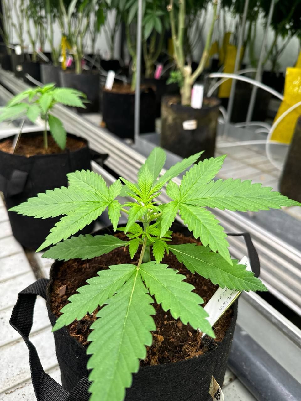 Cherry Cola Auto RF3