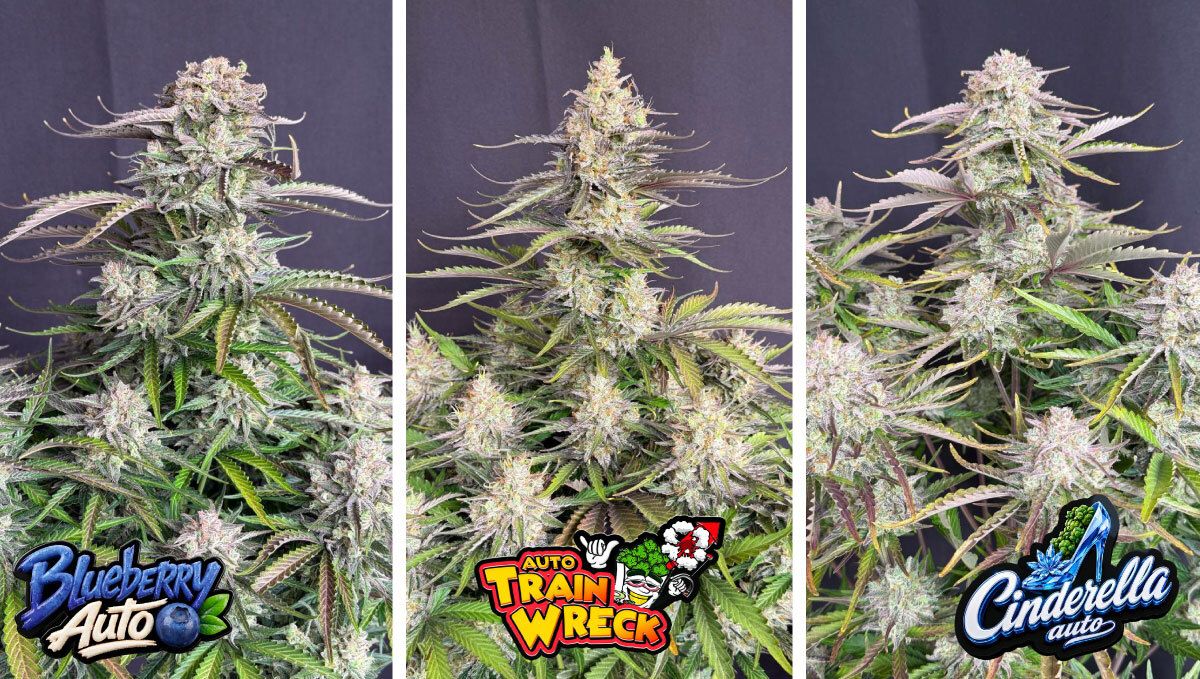 Blueberry Auto, Trainwreck Auto and Cinderella Auto