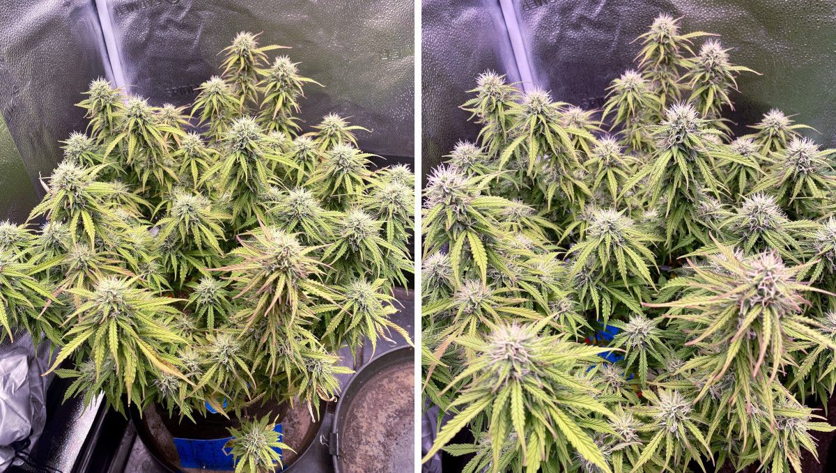 Watermelon Z Auto cannabis strain: mid flower (bulk phase) | weeks 8-9 | a short but wide autoflower bush as it fattens up its buds