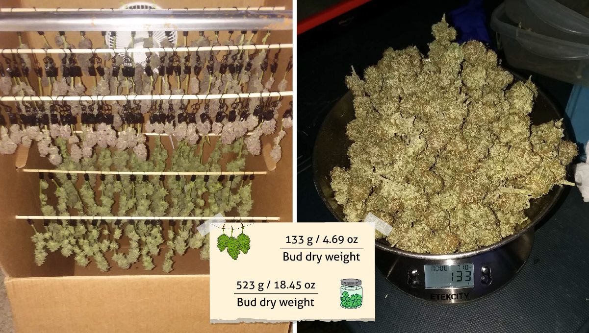 Pineapple Chunk Cannabis Strain Week-by-Week Guide: Rows of branches with buds drying in a carrdboard box and a heap of dry buds on scales Pineapple Chunk Cannabis Strain Week-by-Week Guide: Rows of branches with buds drying in a carrdboard box and a heap of dry buds on scales