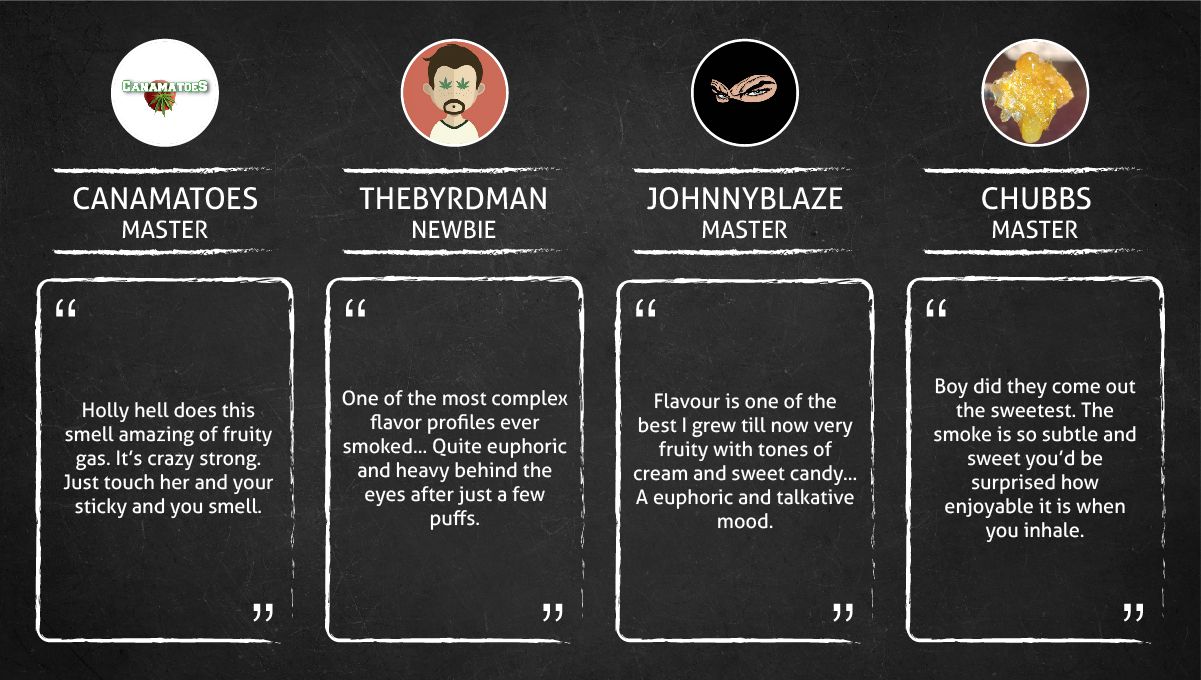 Forbidden Runtz Auto Cannabis Strain Week-by-Week Guide: Quotes of people describing the high and the flavor of the smoke Forbidden Runtz Auto Cannabis Strain Week-by-Week Guide: Quotes of people describing the high and the flavor of the smoke