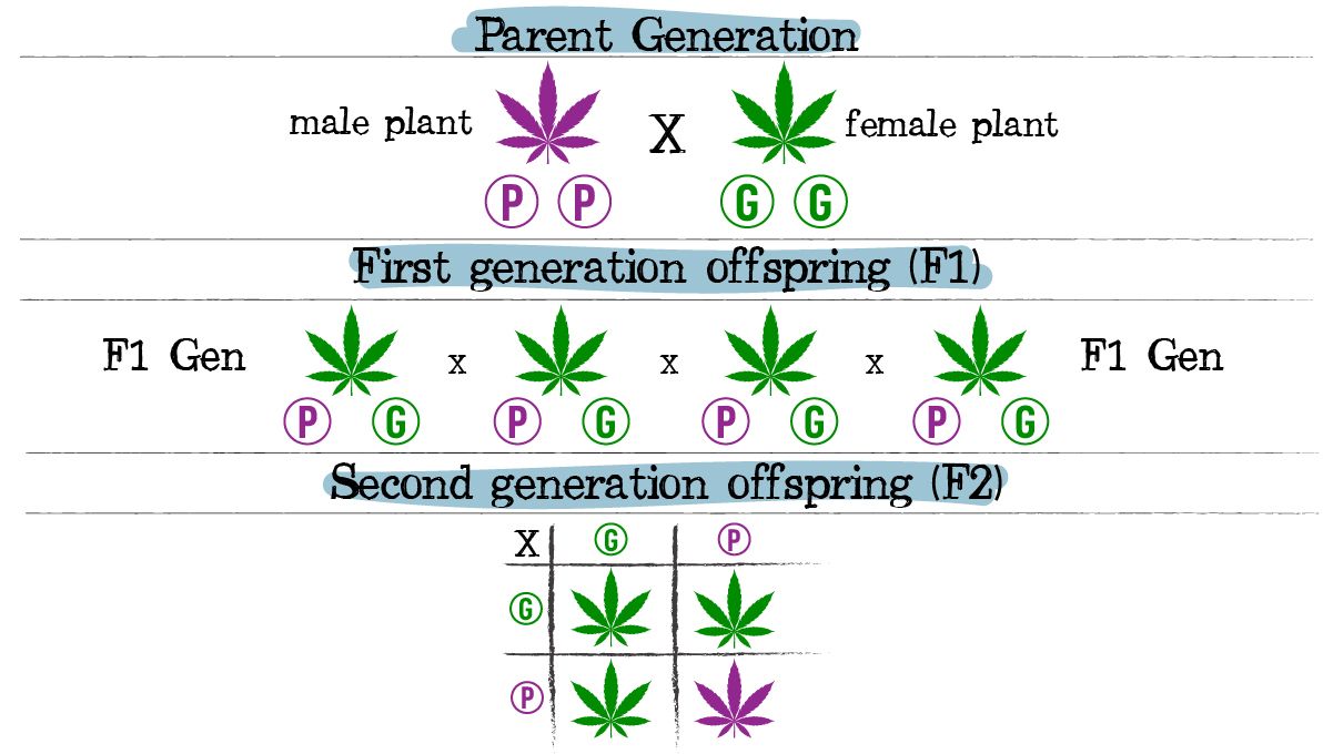 Cannabis breeding: complete dominance Cannabis breeding: complete dominance