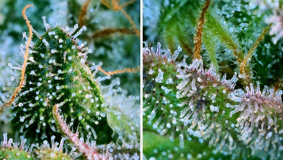 Orange Sherbet FF cannabis strain: ripening and harvest | weeks 12 | macro shots of trichomes