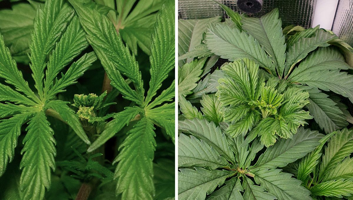 Gorilla Cookies FF cannabis strain: mid veg | a FIMed plant recovering after the procedure