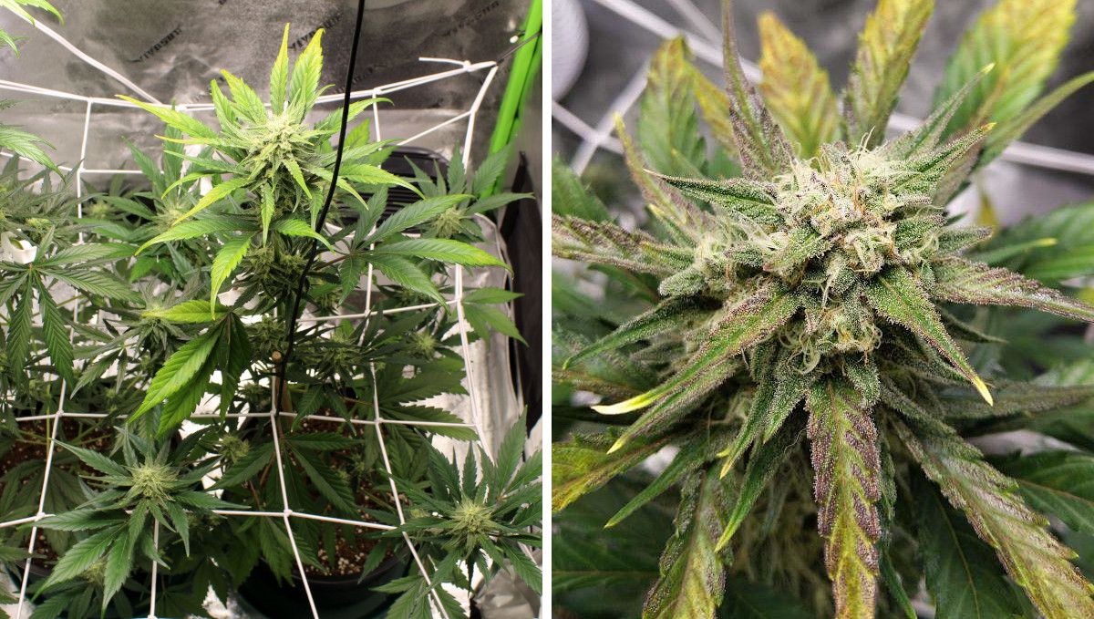 Forbidden Runtz Auto Cannabis Strain Week-by-Week Guide: A top view of a stretchy lanky weed plant supported by a trellise net and a closeup of an almost mature bud covered in trichomes Forbidden Runtz Auto Cannabis Strain Week-by-Week Guide: A top view of a stretchy lanky weed plant supported by a trellise net and a closeup of an almost mature bud covered in trichomes