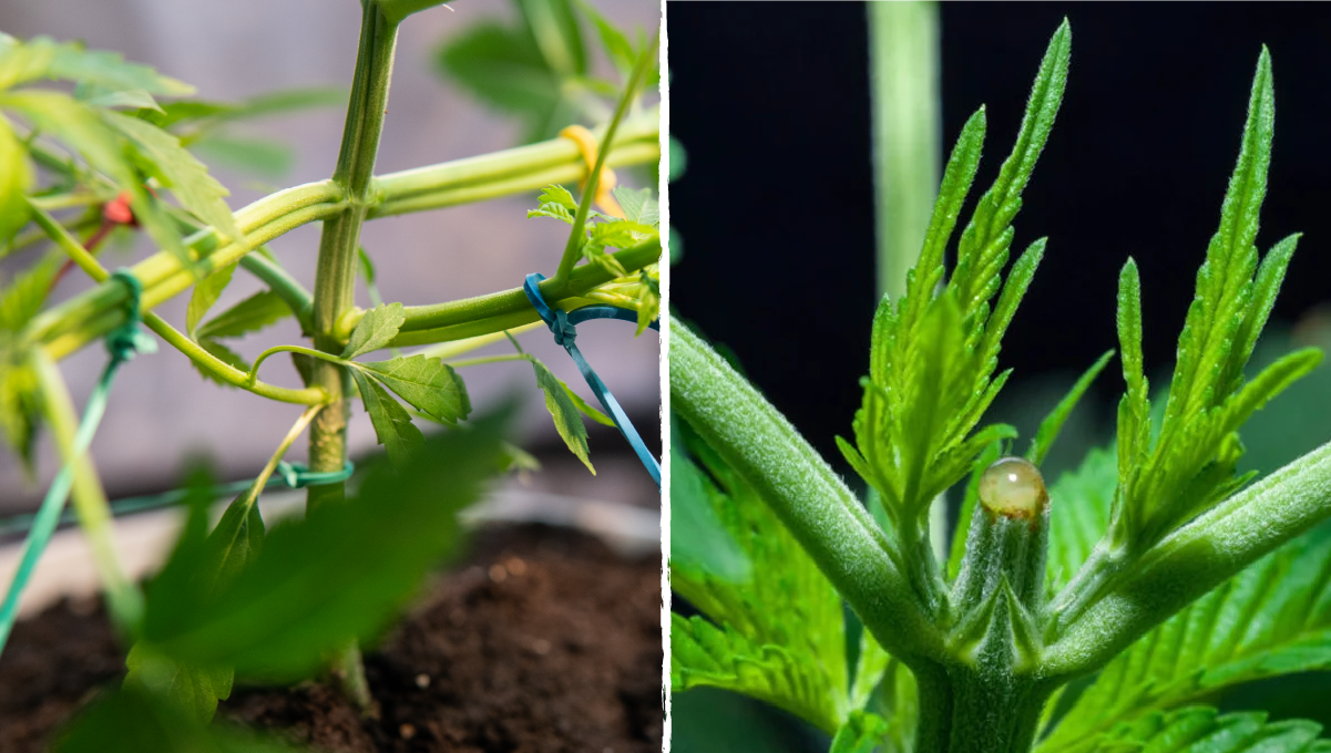 How to grow weed at home: plant training techniques How to grow weed at home: plant training techniques