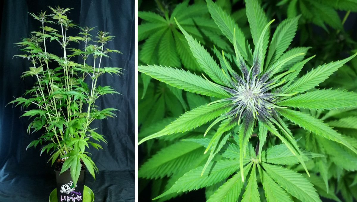 Purple Lemonade FF cannabis strain: early flower | weeks 8-9 | a tall indoor plant with stretchy branches and a flowering top with purple veins on the leaves Purple Lemonade FF cannabis strain: early flower | weeks 8-9 | a tall indoor plant with stretchy branches and a flowering top with purple veins on the leaves
