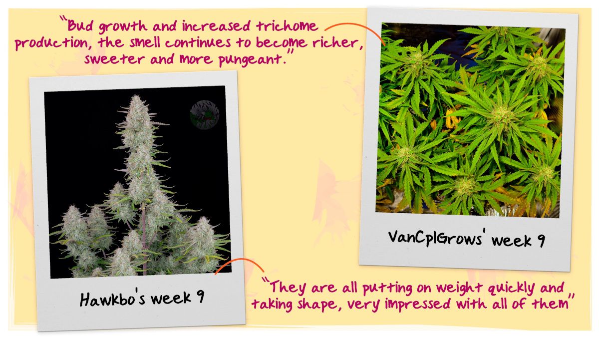 Week 9 Flowering Tops Week 9 Flowering Tops