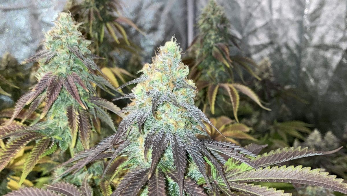 Liberty Haze Cannabis Strain Week-by-Week Guide: A closeup of a mature frosty marijuana bud with purplish-brown leaves Liberty Haze Cannabis Strain Week-by-Week Guide: A closeup of a mature frosty marijuana bud with purplish-brown leaves