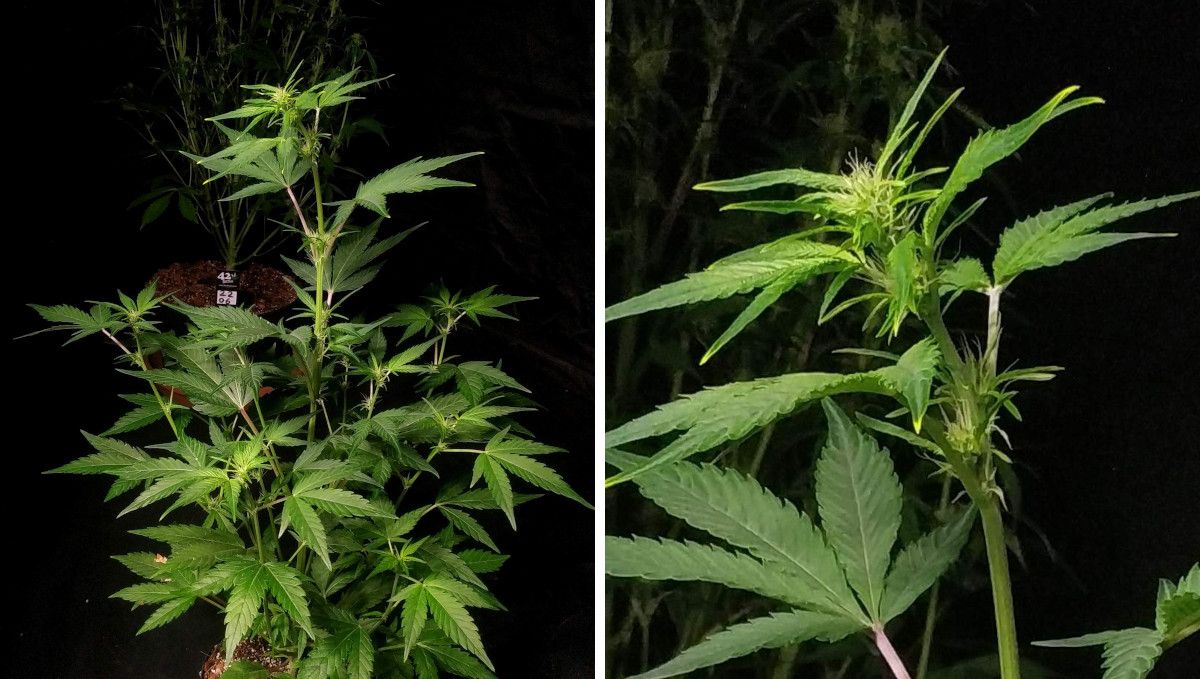 Cherry Cola Auto cannabis strain: transition (pre-flower) | week 5 | flowering stretch begins