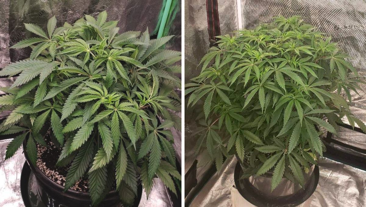 Tropicana Cookies FF cannabis strain: mid veg | weeks 3-6 | a compact and bushy plant's progress through the vegetative stage Tropicana Cookies FF cannabis strain: mid veg | weeks 3-6 | a compact and bushy plant's progress through the vegetative stage